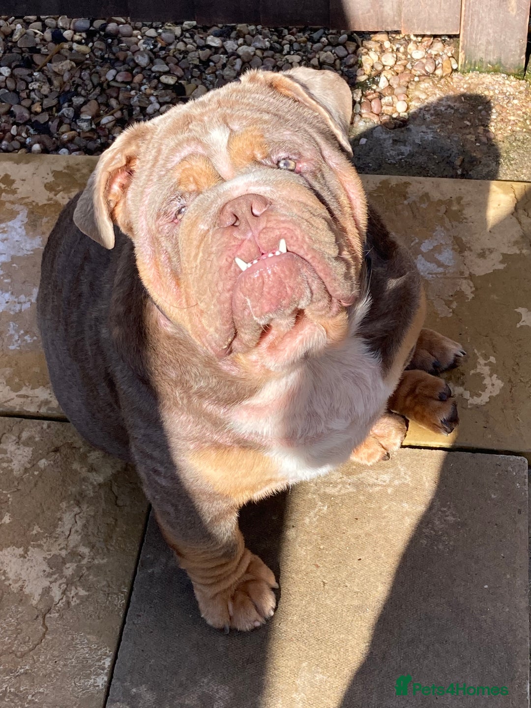 English Bulldog dogs for sale: English bulldog - Image 2