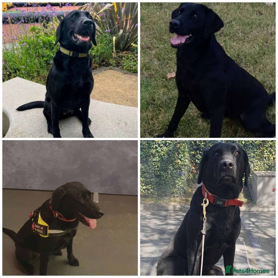 Labrador Retriever dogs for sale: Black Labrador Puppies  - Advert 19