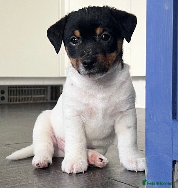 Jack Russell dogs Jack Russell Puppies - Advert 2