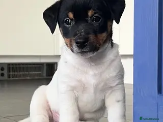 Jack Russell dogs Jack Russell Puppies - Advert 2