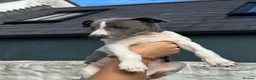 Whippet dogs for sale: 🥰LAST TWO WHIPPET BOYS REMAINING🥰 - Advert 5