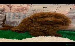 Cavapoo dogs for stud: Extensively Health Tested Deep Red Tiny Toy Poodle in Mansfield - Image 3