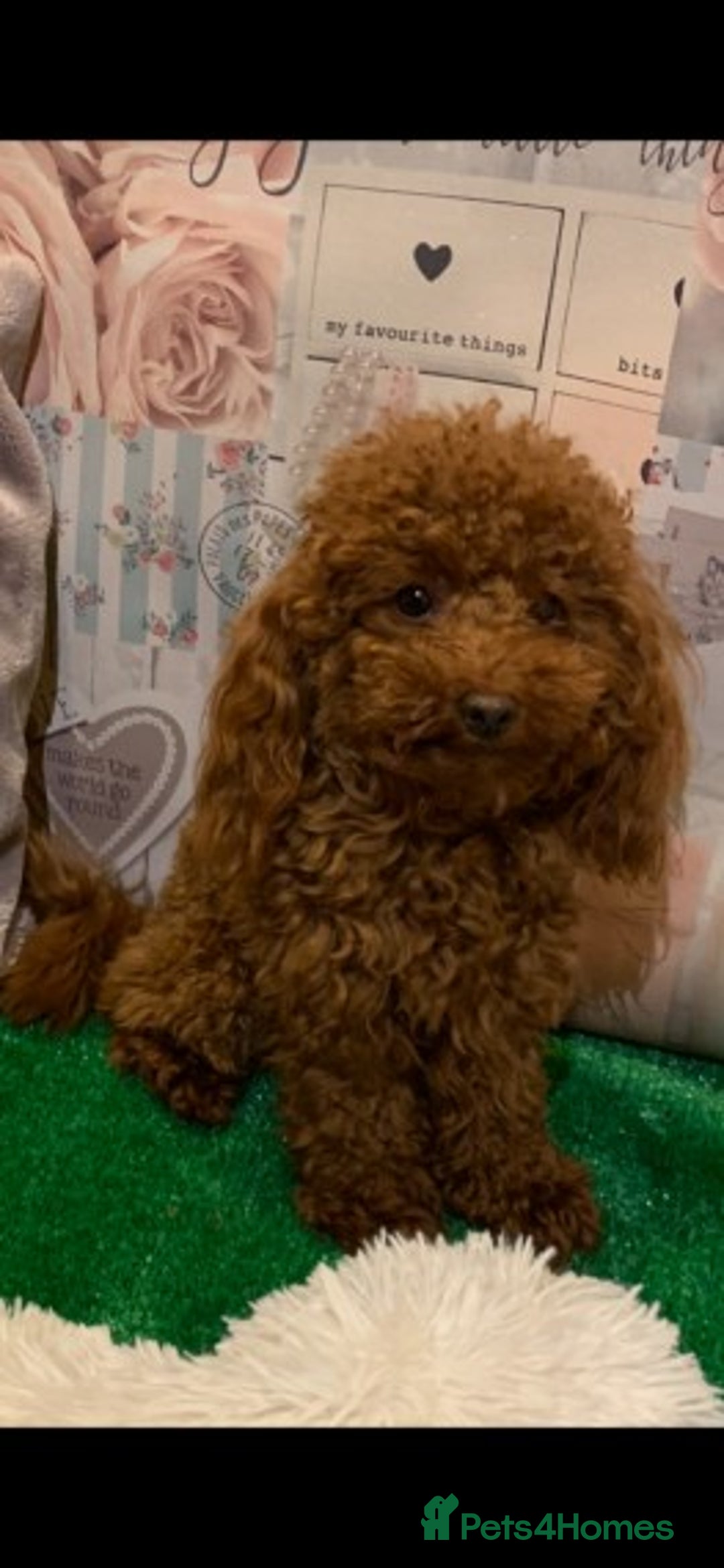 Cavapoo dogs for stud: Extensively Health Tested Deep Red Tiny Toy Poodle in Mansfield - Image 3