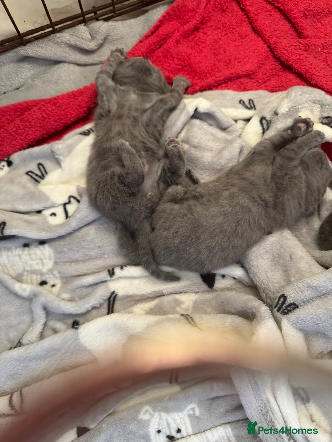 British Shorthair cats for sale: British Shorthair babies  - Image 19