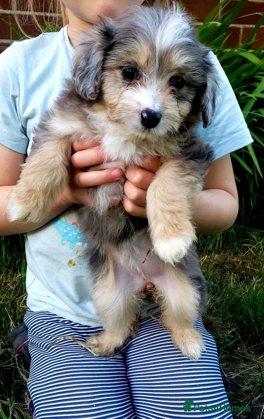 Aussiedoodle dogs for sale: Aussiedoodle puppies available now - Advert 2