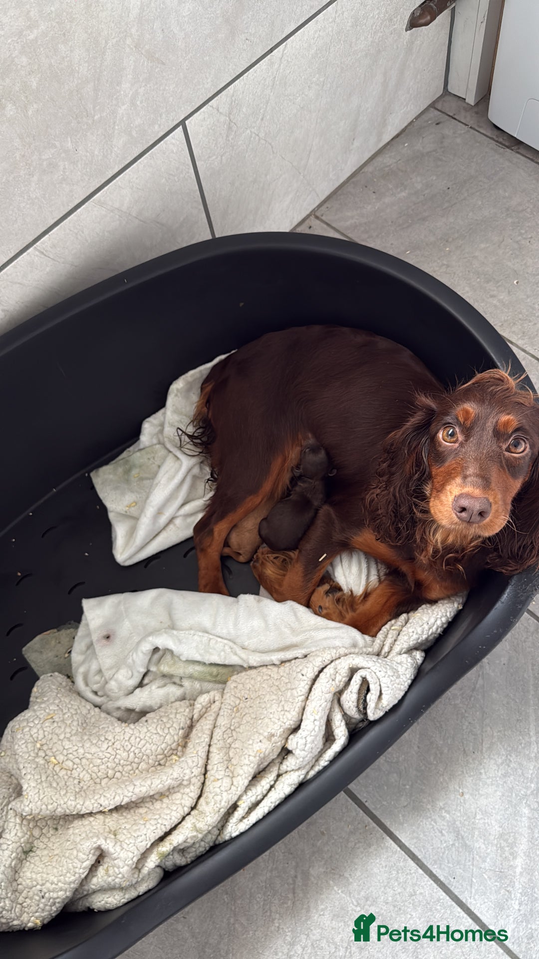 Cocker Spaniel dogs for sale: Stunning KC Working Cocker Spaniel Puppies - Image 7