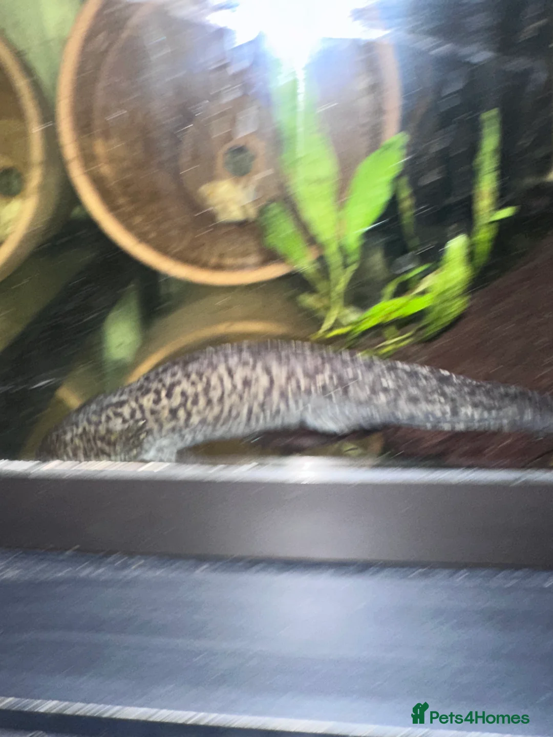 Axolotl reptiles for sale: 2 x male axolotyls  - Advert 4