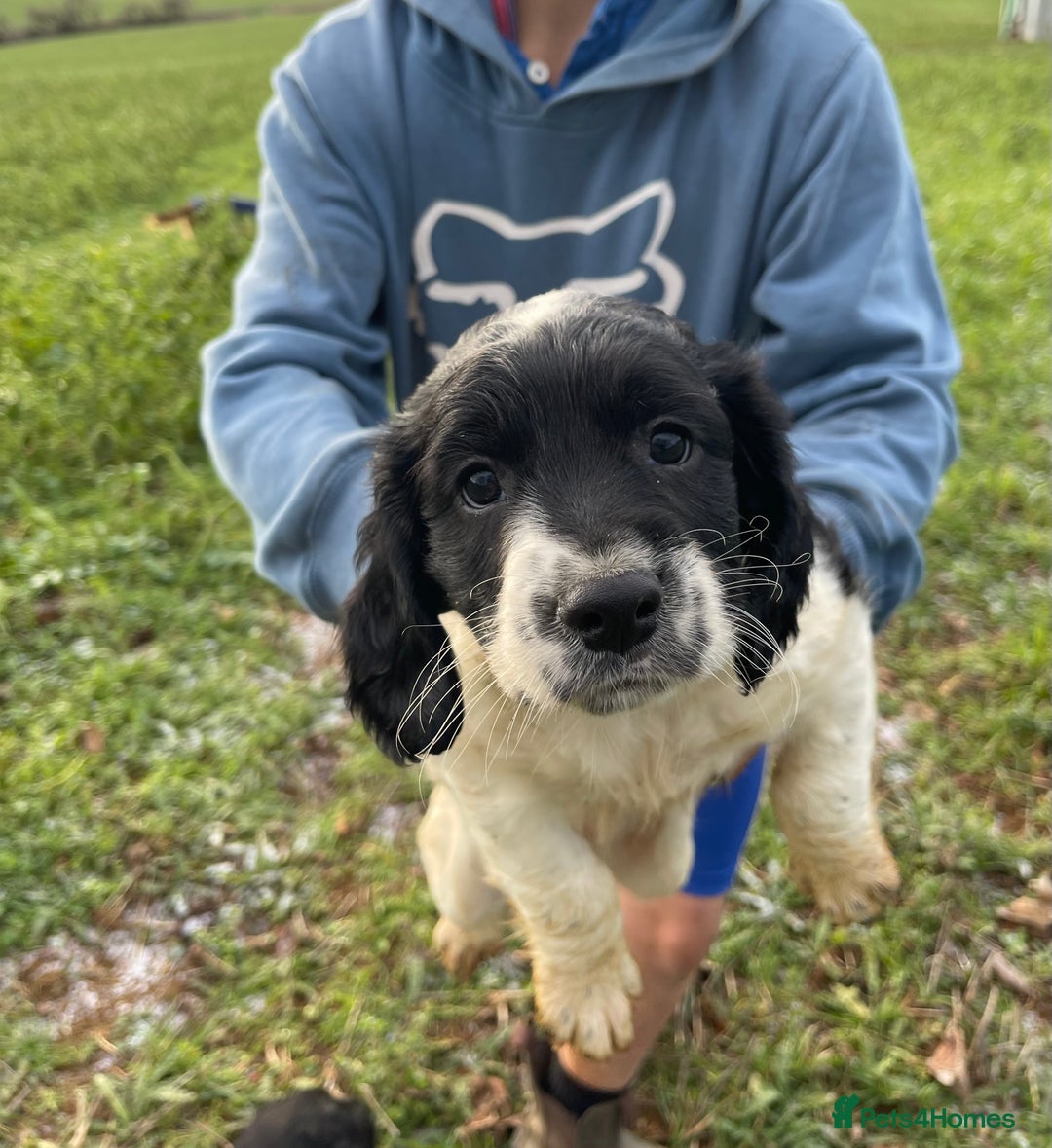 Sprocker dogs for sale: F1 Sprocker Spaniel puppies docked.  - Advert 1