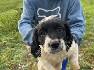 Sprocker dogs F1 Sprocker Spaniel puppies docked. - Advert 14