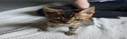 Bengal cats for sale: 2 stunning tica active male kittens. Ready to go - Advert 17
