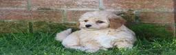 Cavapoochon dogs for sale: Beautiful Cavapoochon puppies for sale - Advert 29