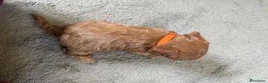 Cavalier King Charles Spaniel 3