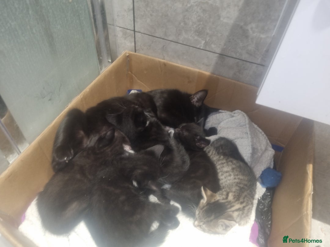 British Shorthair cats for sale: Kittens for sale - Advert 6