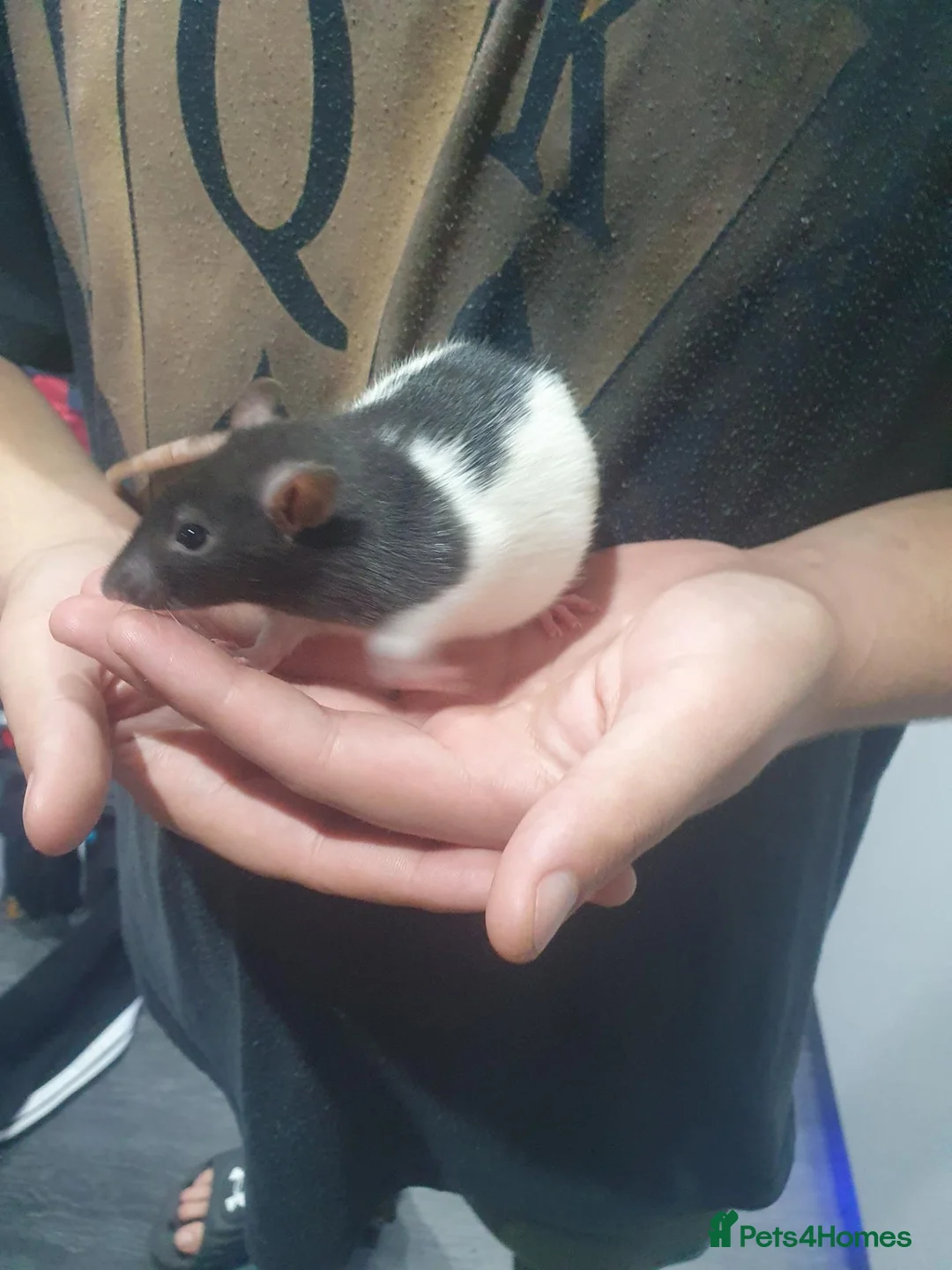 Rat rodents for sale: 2 girlies available  - Advert 4