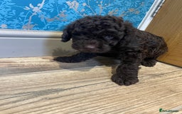Labradoodle dogs for sale: Mini miniature multigen labradoodle puppies in Chard - Image 7