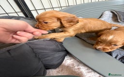 Cocker Spaniel dogs for sale: Kc reg cocker spaniels with 5 weeks insurance  - Advert 19