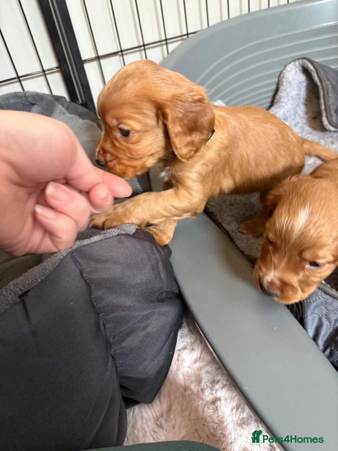 Cocker Spaniel dogs for sale: Kc reg cocker spaniels with 5 weeks insurance  - Advert 19