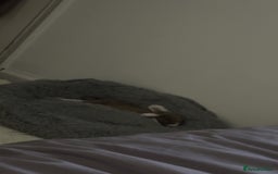 Mini Lop rabbits for sale: rabbit for sale  - Image 2