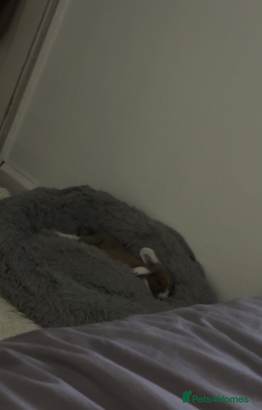 Mini Lop rabbits for sale: rabbit for sale  - Image 2
