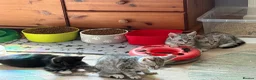 Maine Coon cats for sale: Maine Coon Cross British short hair  - Advert 5
