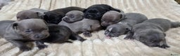 Staffordshire Bull Terrier dogs for sale: Dewellsblue - Advert 3