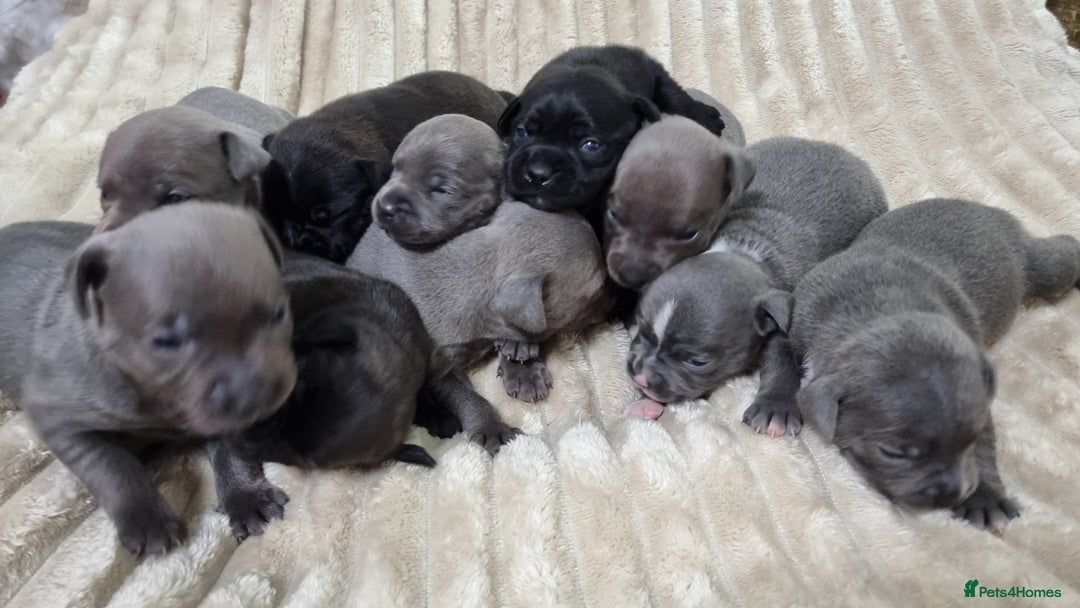 Staffordshire Bull Terrier dogs for sale: Dewellsblue - Advert 3