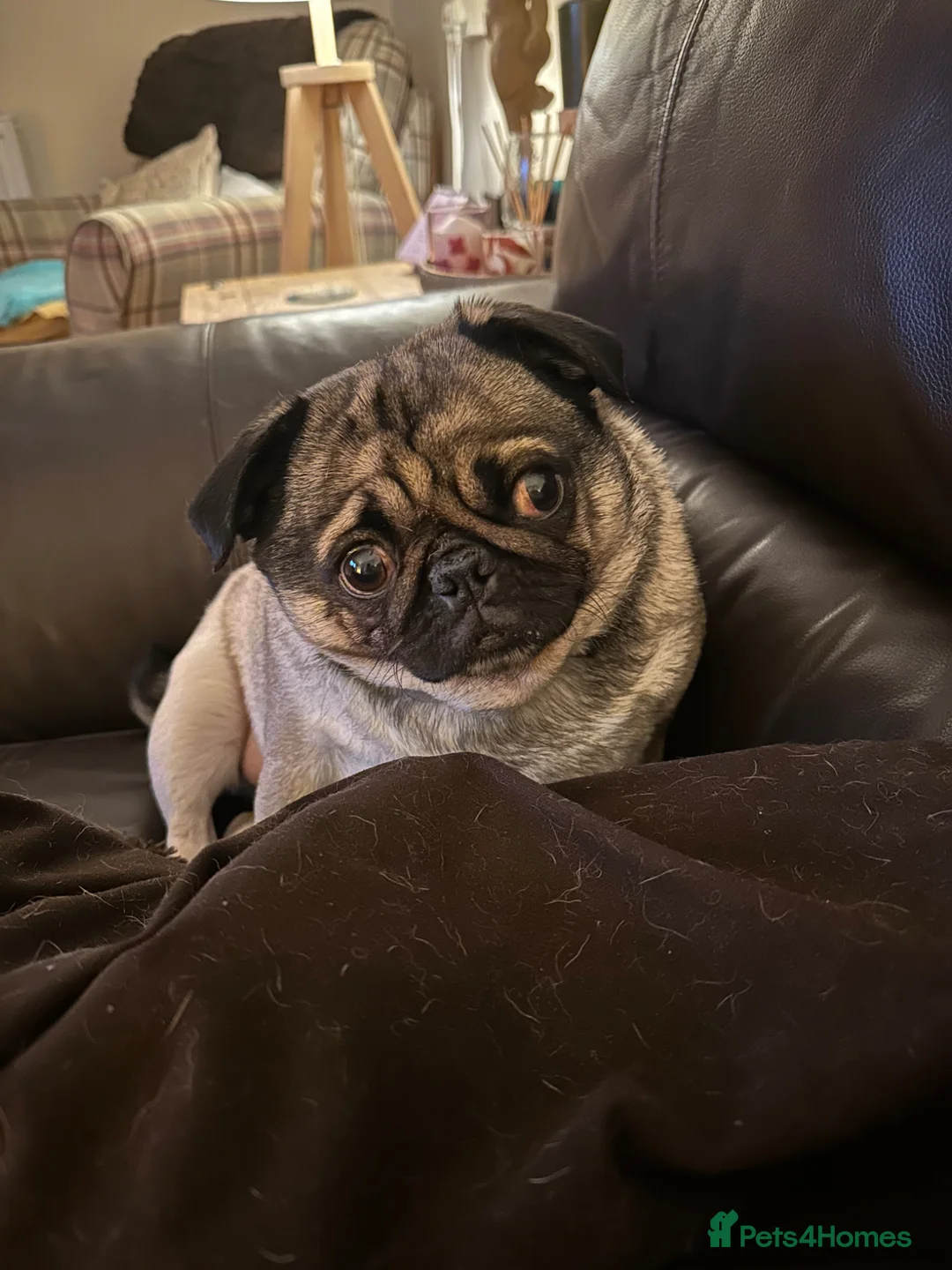 Pug dogs for sale: Beautiful Bella  - Advert 5