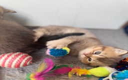 British Shorthair cats for sale: 💖 Stunning BSH kittens - ready for reservations💖 - Image 5