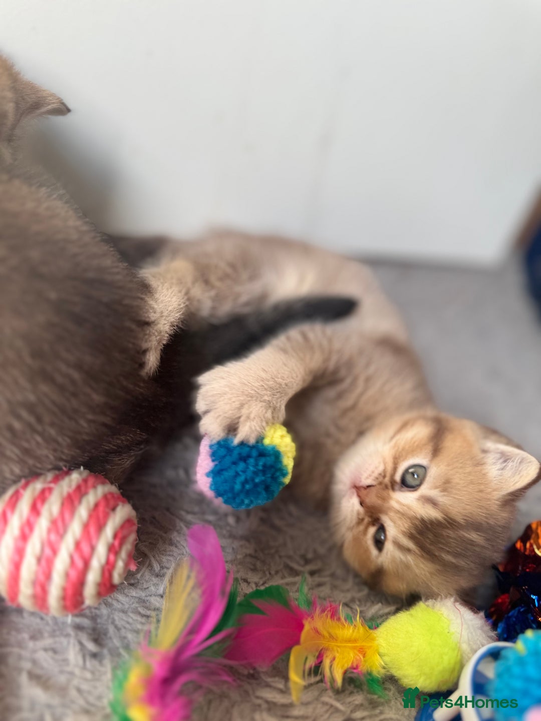 British Shorthair cats for sale: 💖 Stunning BSH kittens - ready for reservations💖 - Image 5