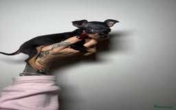 Miniature Pinscher dogs for sale: 🐾 Adorable Pocket Pincher Puppies 🐾 - Image 2
