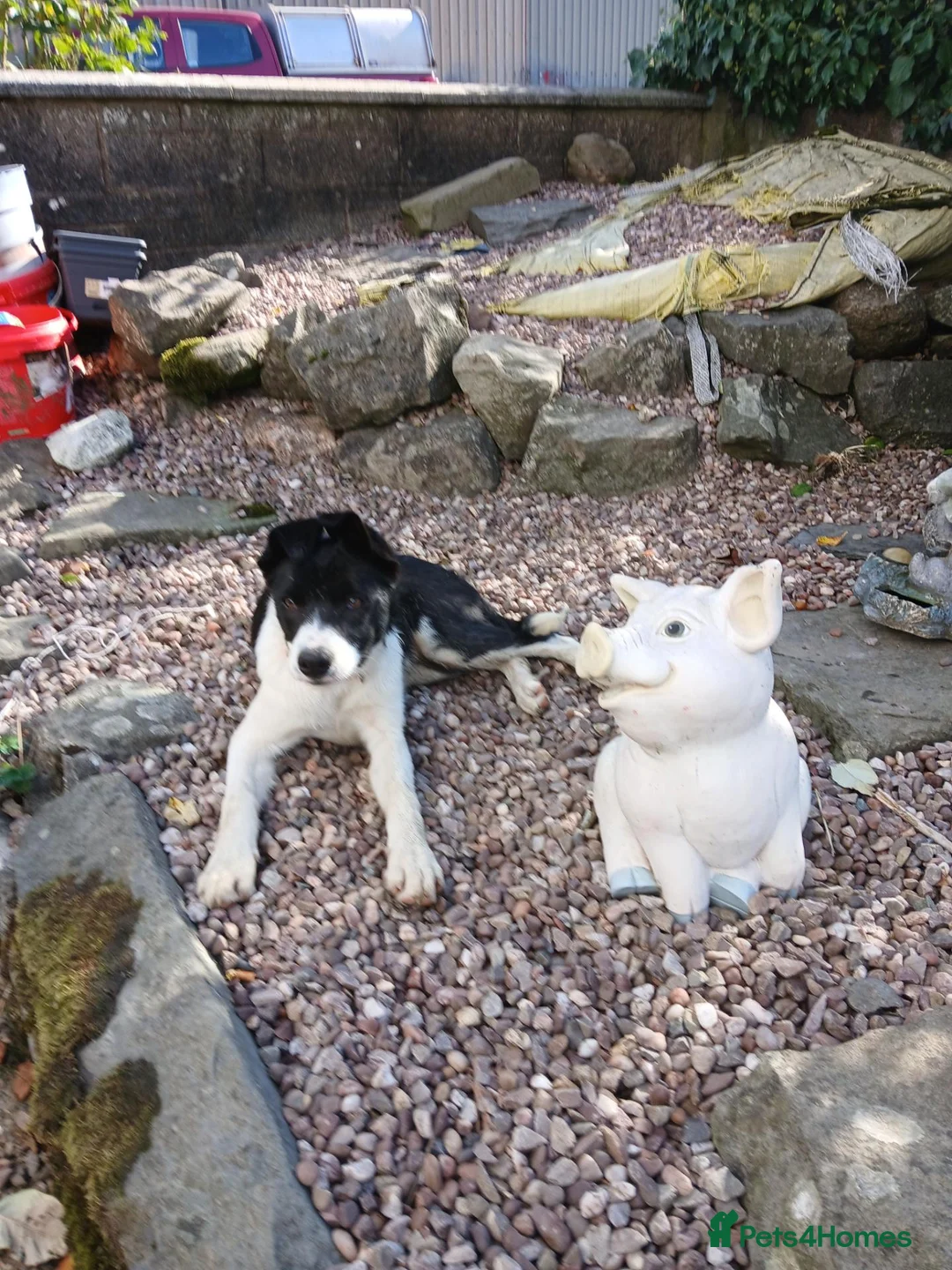 Border Collie dogs for sale: **1 girl left - Border Collie  - Advert 2
