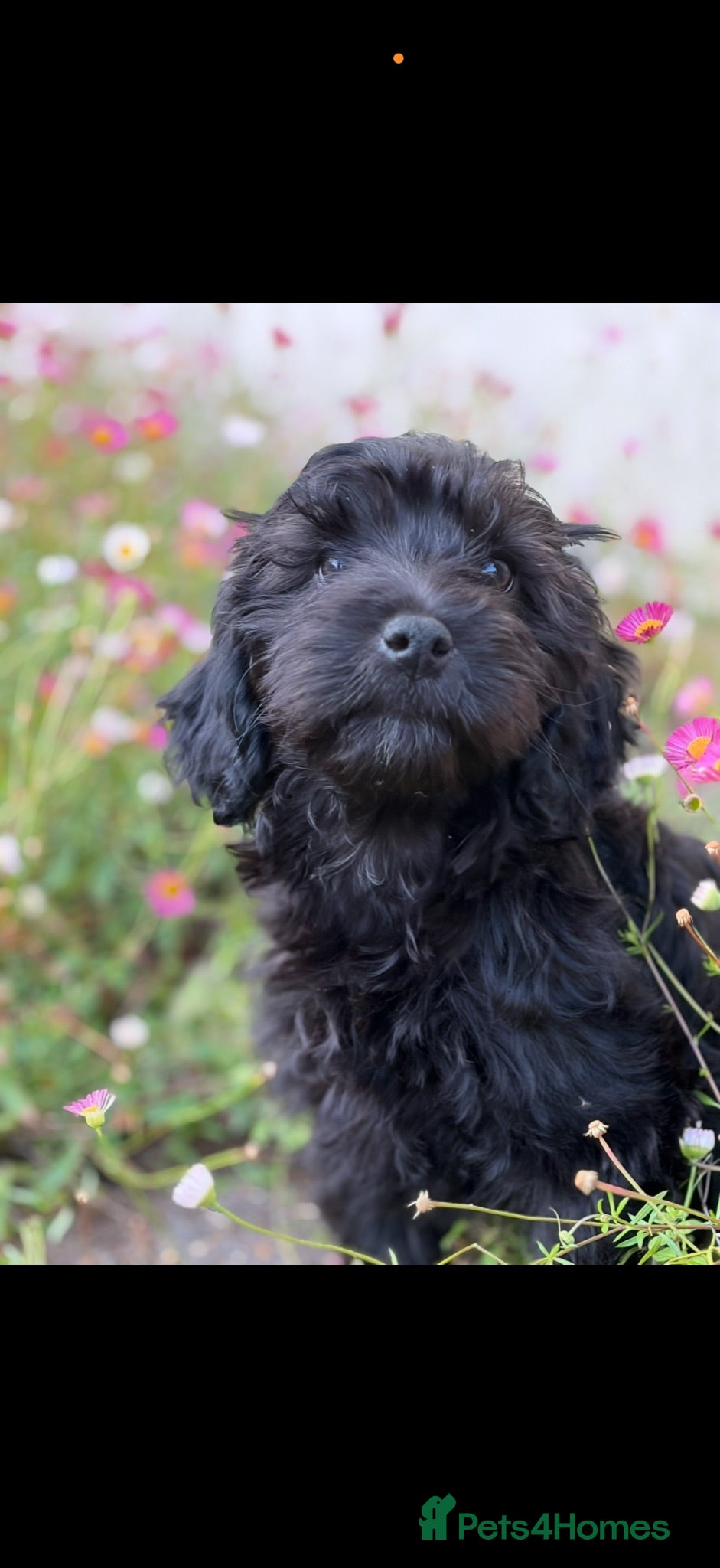 Cavapoo dogs 🌸 READY NOW ONE FEMALE ONE MALE 🌸 - Advert 14