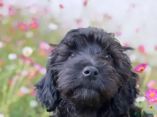 Cavapoo dogs 🌸 READY NOW ONE FEMALE ONE MALE 🌸 - Advert 14
