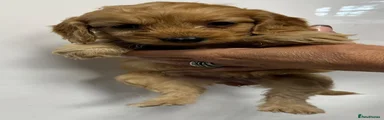 Cockapoo 4