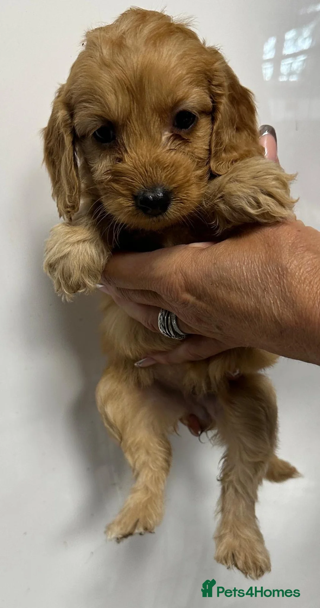 Cockapoo dogs for sale: 6 ADORABLE COCKAPOO PUPPIES 3 BOYS & 3 GIRLS - Advert 2