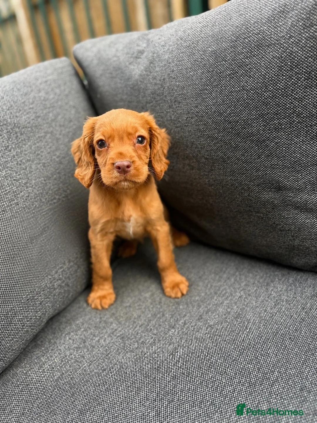 Cocker Spaniel dogs for sale: working cocker spaniels  - Advert 5
