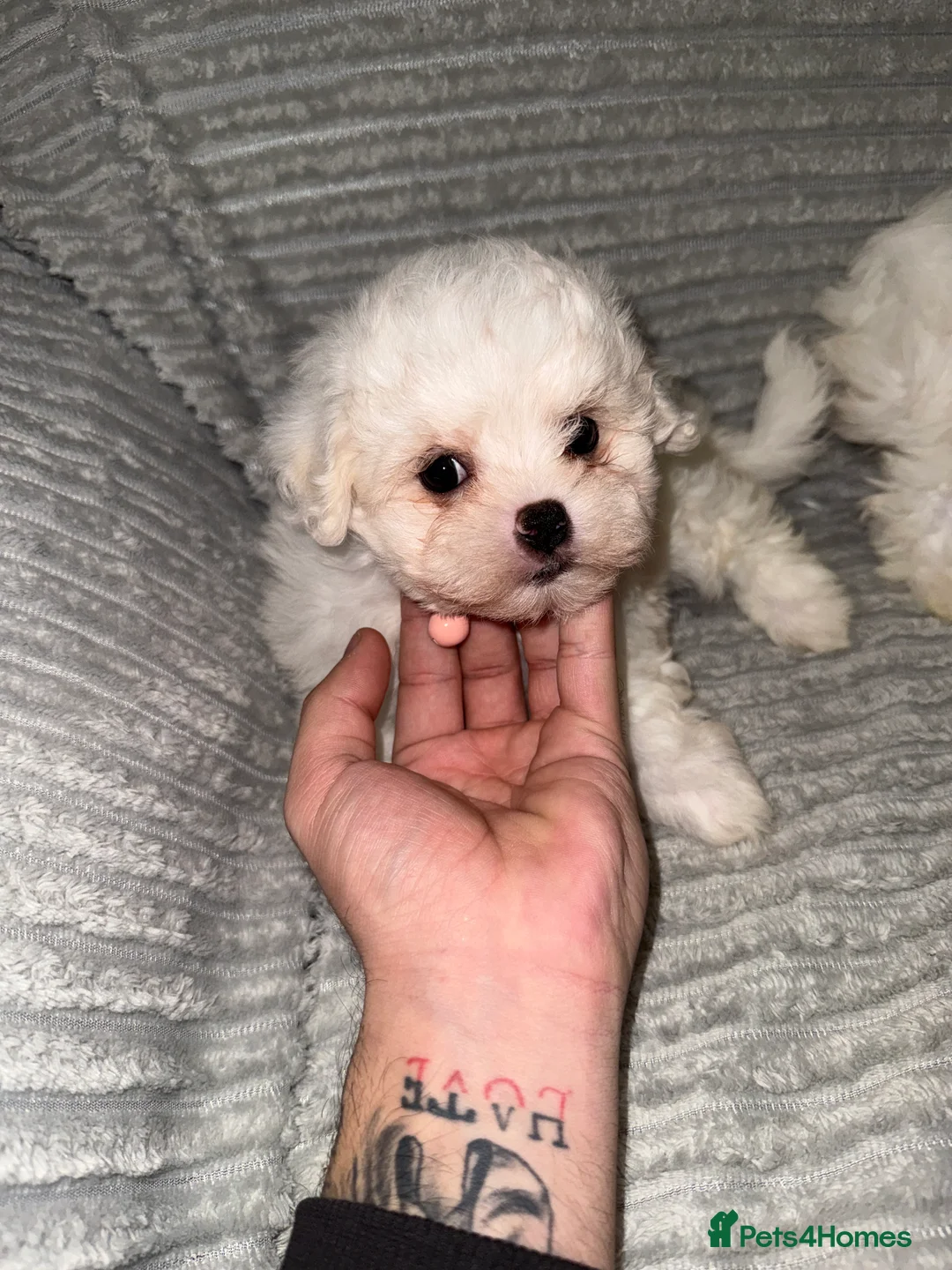 Bichon Frise dogs for sale: 2little bichon frise looking for a new home❤️🩷💚 - Advert 10