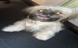 Shih Tzu dogs for sale: Mitsy  - Image 2