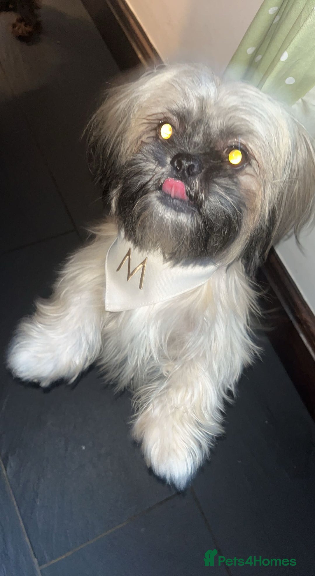 Shih Tzu dogs for sale: Mitsy  - Image 2