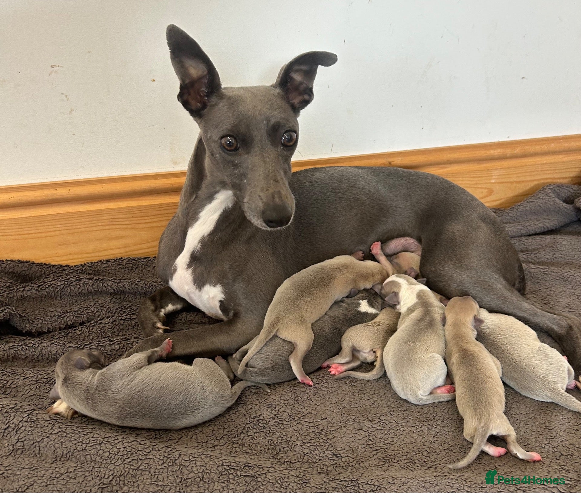 Whippet dogs Beautiful whippet puppies  - Advert 1