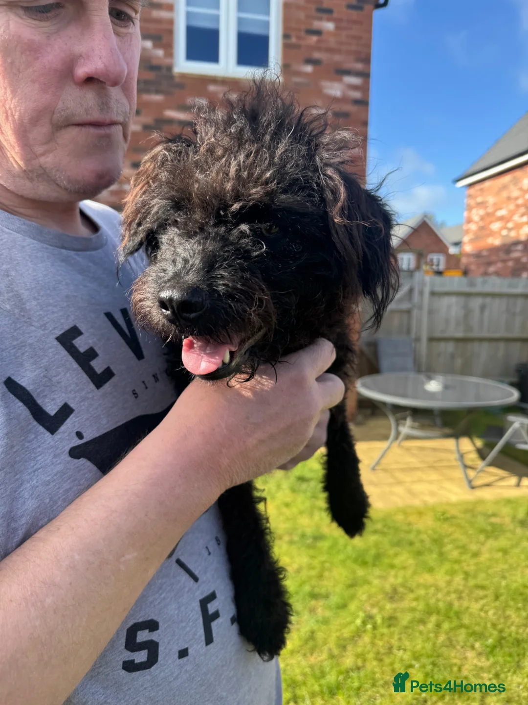 Patterdale Terrier dogs for sale: 4yr old Patterdale Terrier - Advert 2