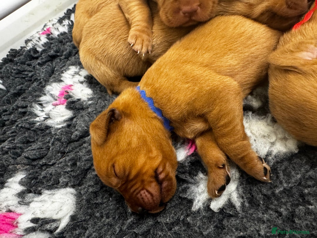 Labrador Retriever dogs for sale: Stunning Super Dark Red Labs from KC&health tested - Advert 4