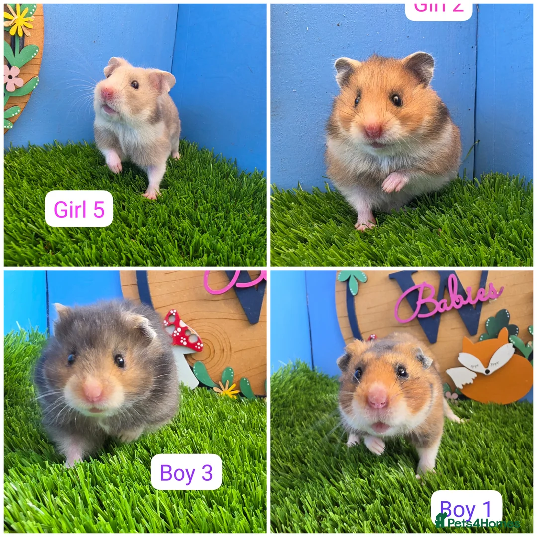Hamster rodents for sale: Syrian Baby Hamsters Female Male Pedigree  - Advert 1