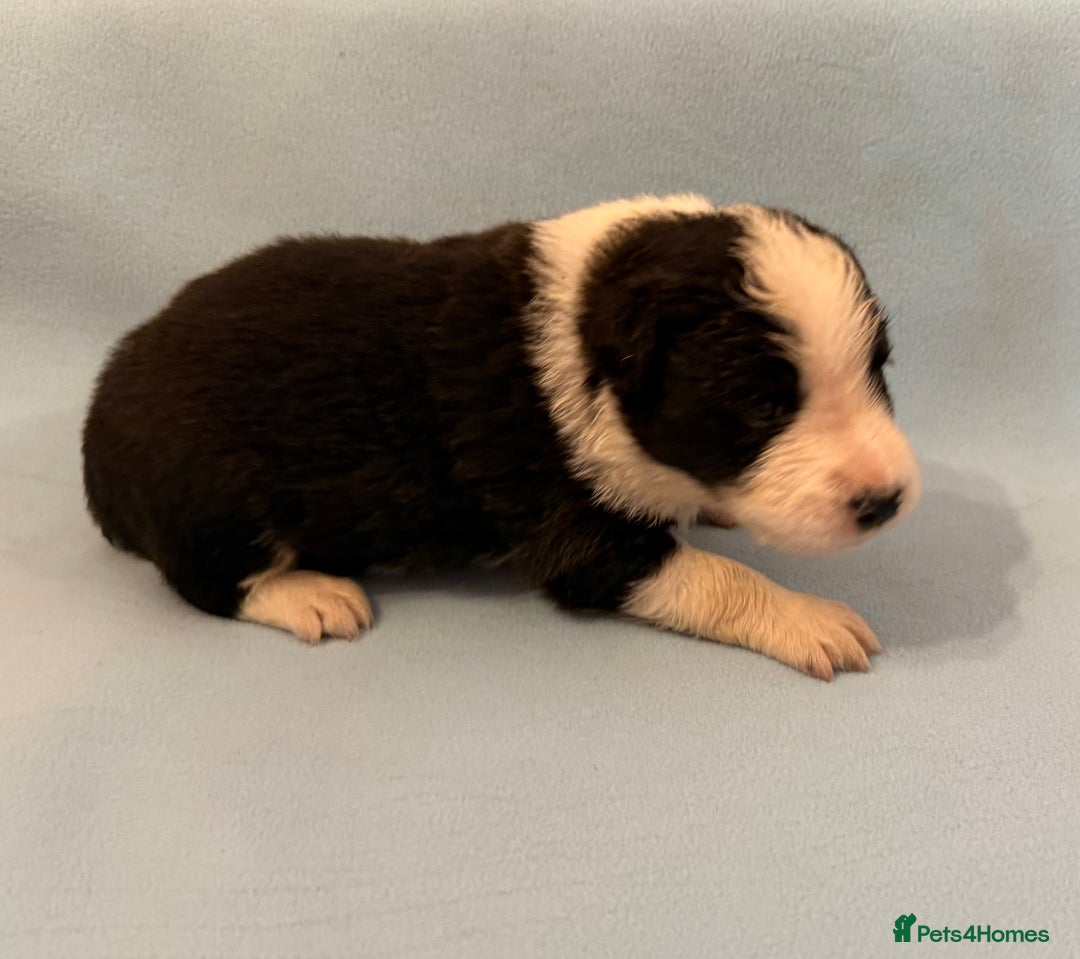 Border Collie dogs for sale: Beautiful border collie pups  - Image 6