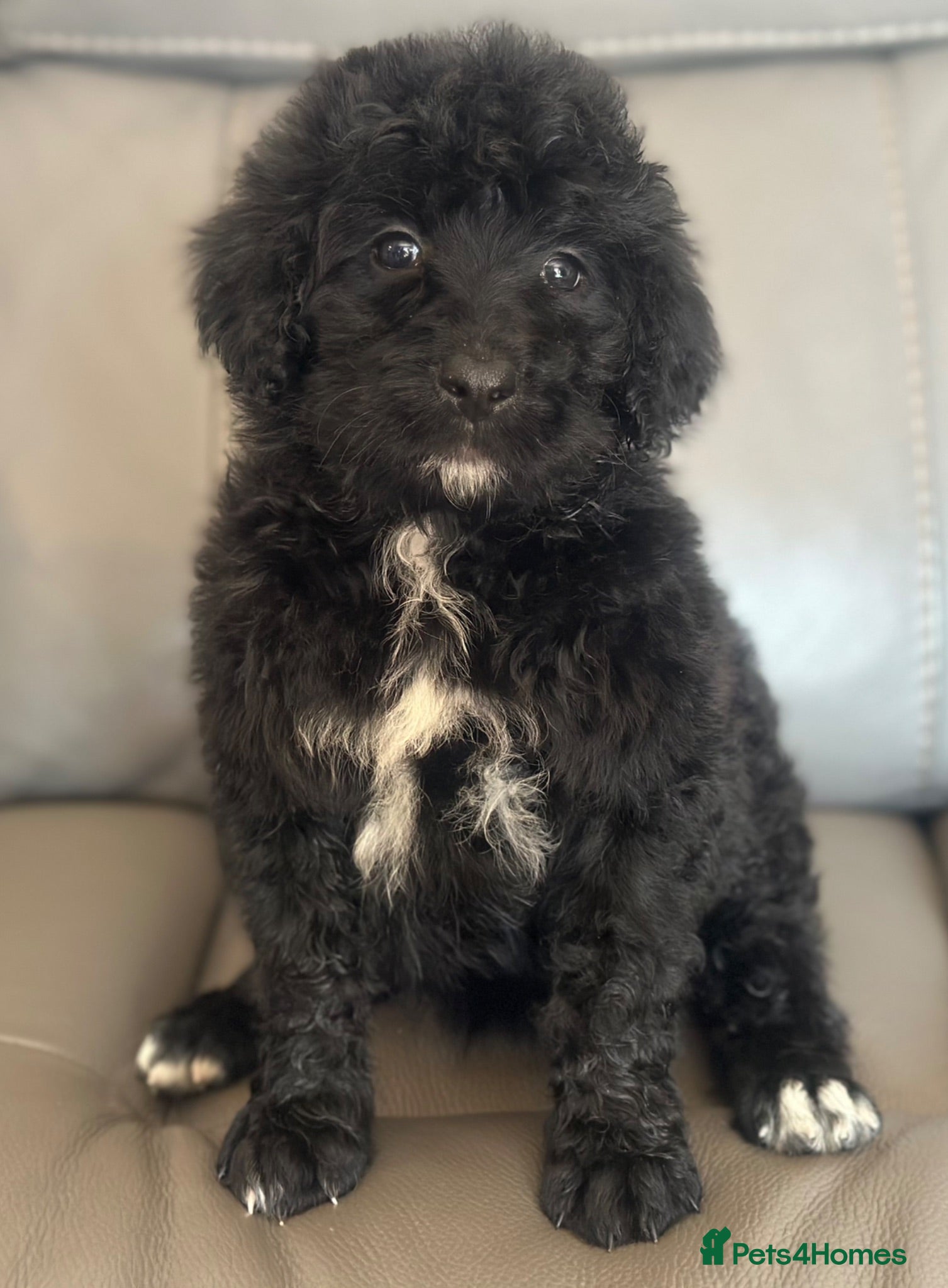 Bernedoodle dogs standard F1 Bernadoodles black/white 1600  - Advert 2