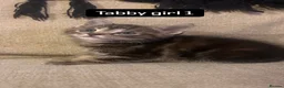 Mixed Breed cats for sale: X3 female kittens  - Advert 4