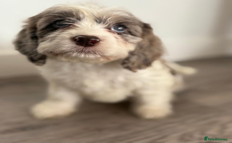 Cockapoo dogs - Advert 2