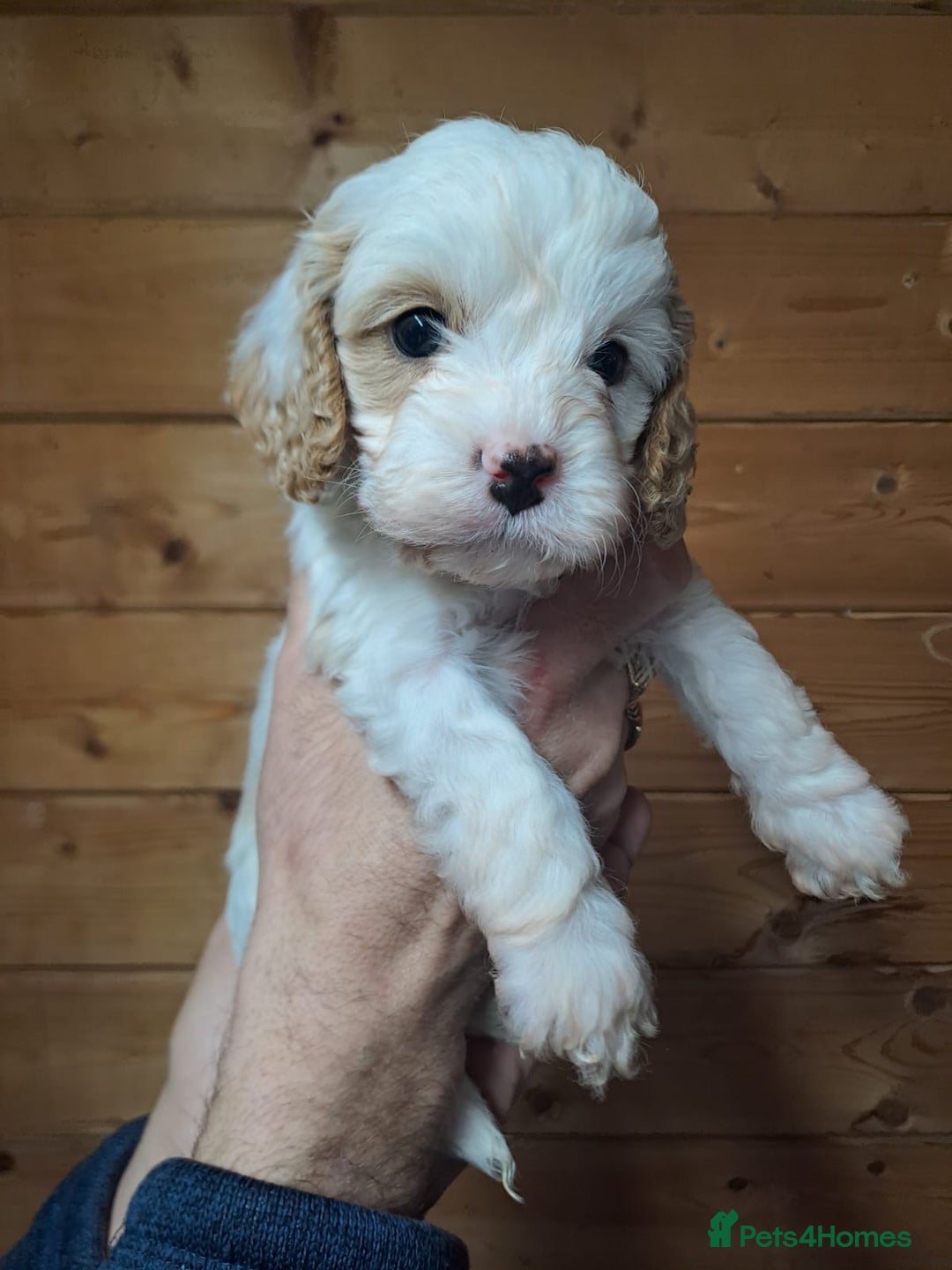 Cavapoo dogs for sale: Outstanding Cavapoo puppies - Advert 5