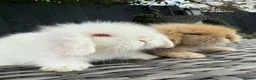 Mini Lion Lop rabbits for sale: Beautiful Mini Lion Lop Boys - Advert 9