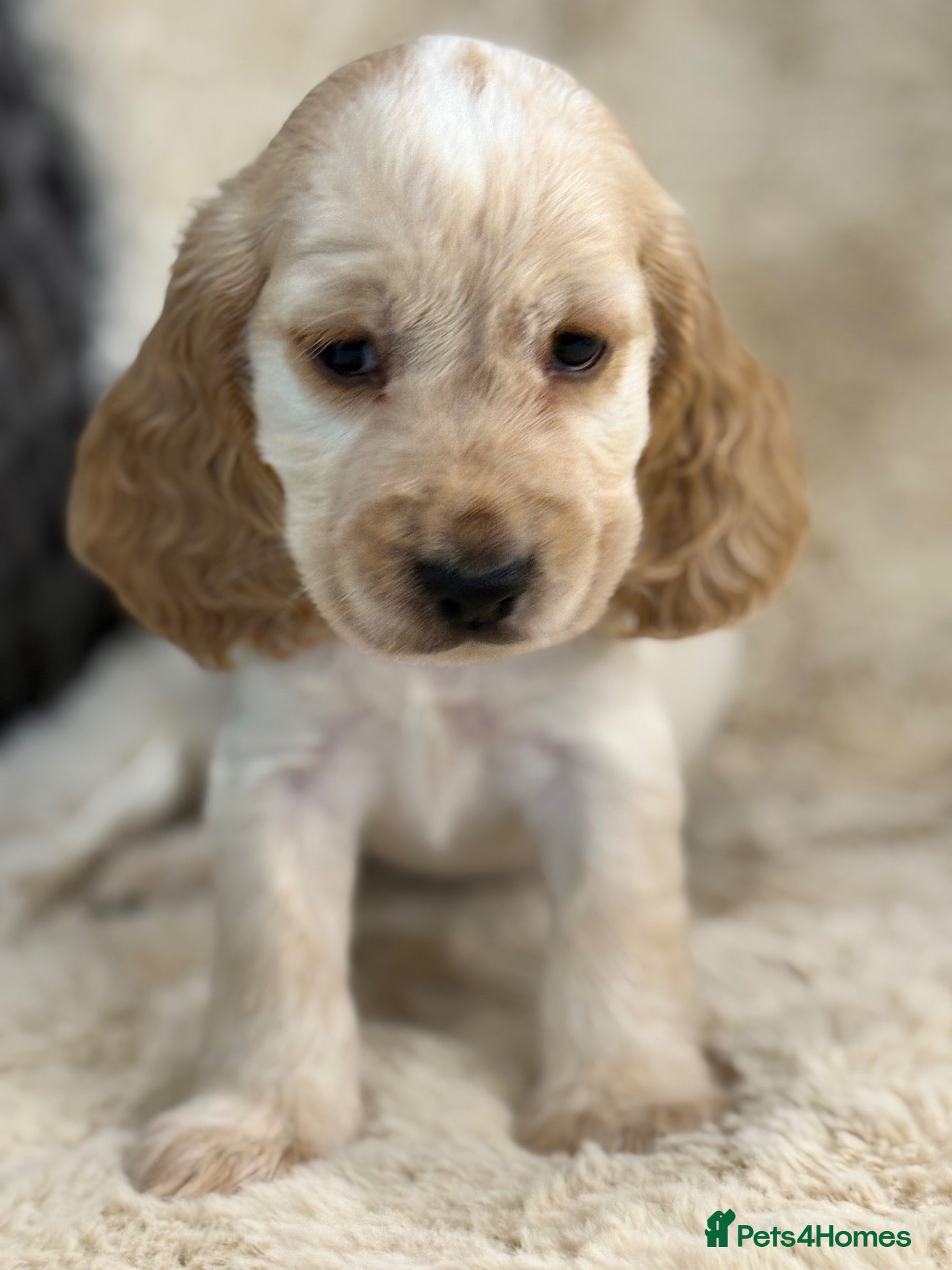 Cocker Spaniel dogs Extensively health tested show cocker spaniel pups - Advert 2